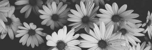 Mica_Cardelle's profile banner image