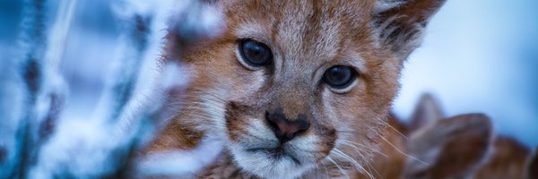 offspringfilms Profile Banner