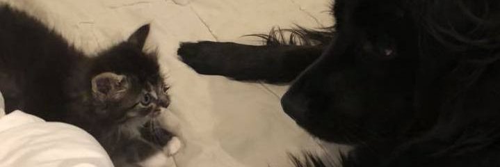 michellekedem's profile banner image