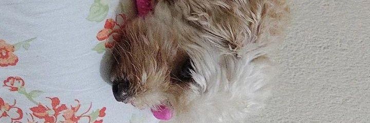 jessleiite's profile banner image