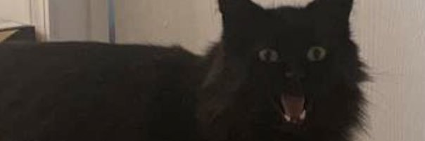 mtmariee's profile banner image