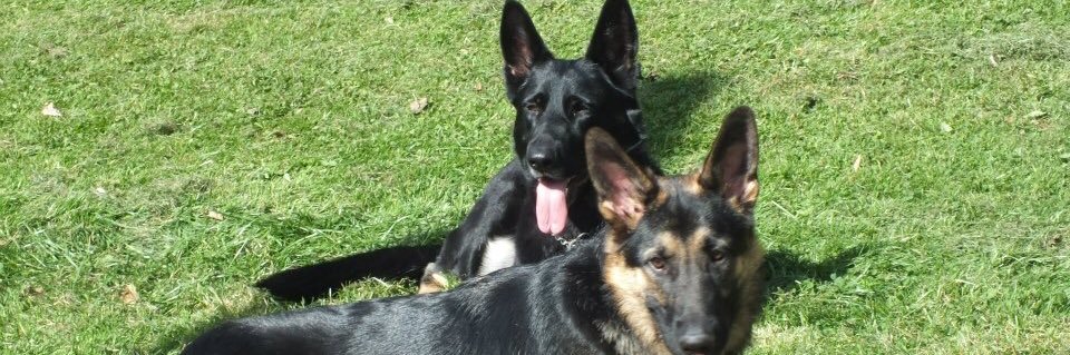 Steph 💙💛♿️🇺🇦🐾🐾🇪🇺 banner