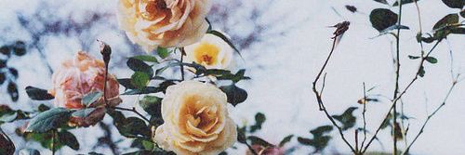 Amorlnvisible's profile banner image