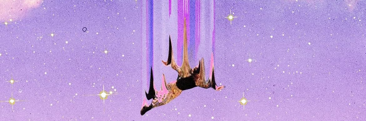 SquidneyAnne's profile banner image