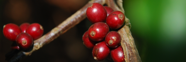 BullHornCoffee's profile banner image