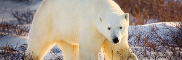 NorthernYorkSD Profile Banner