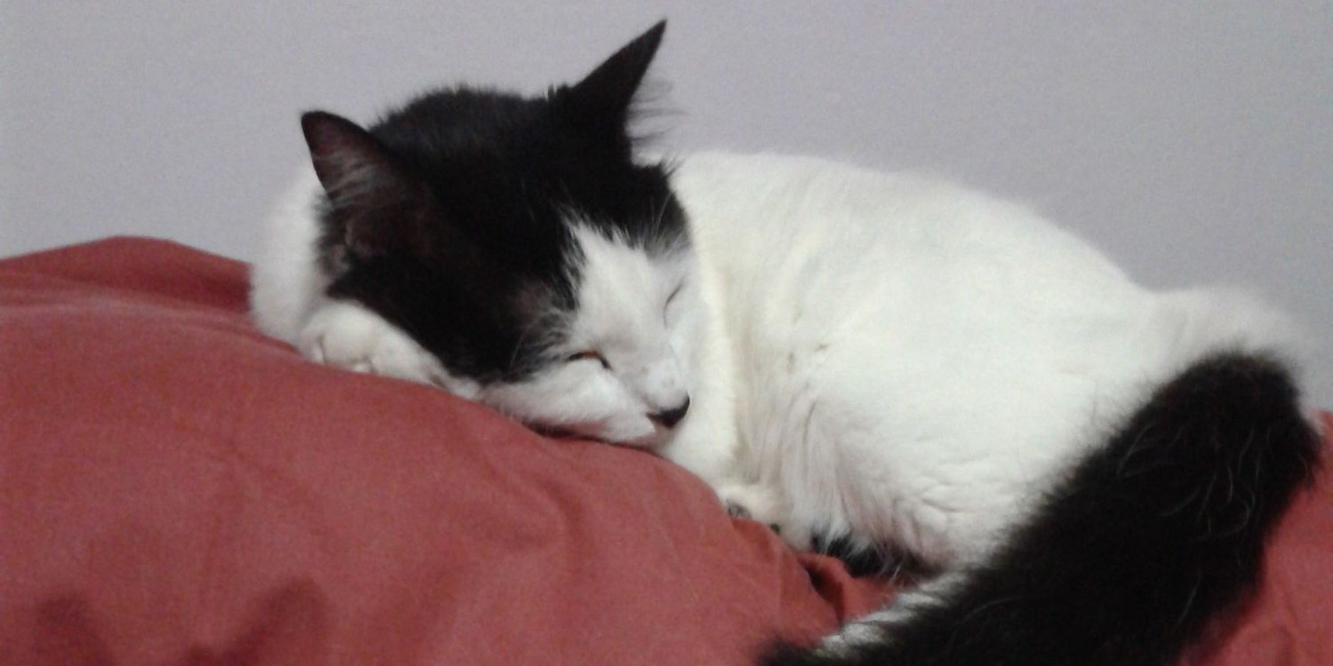MiGaticaLiz's profile banner image
