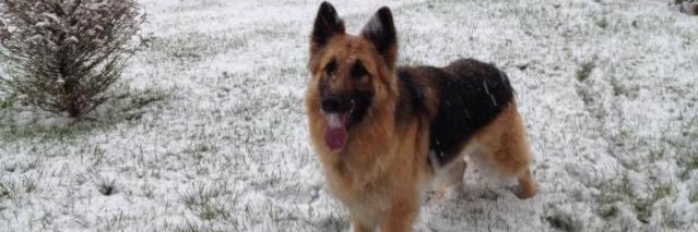 caindoogle's profile banner image