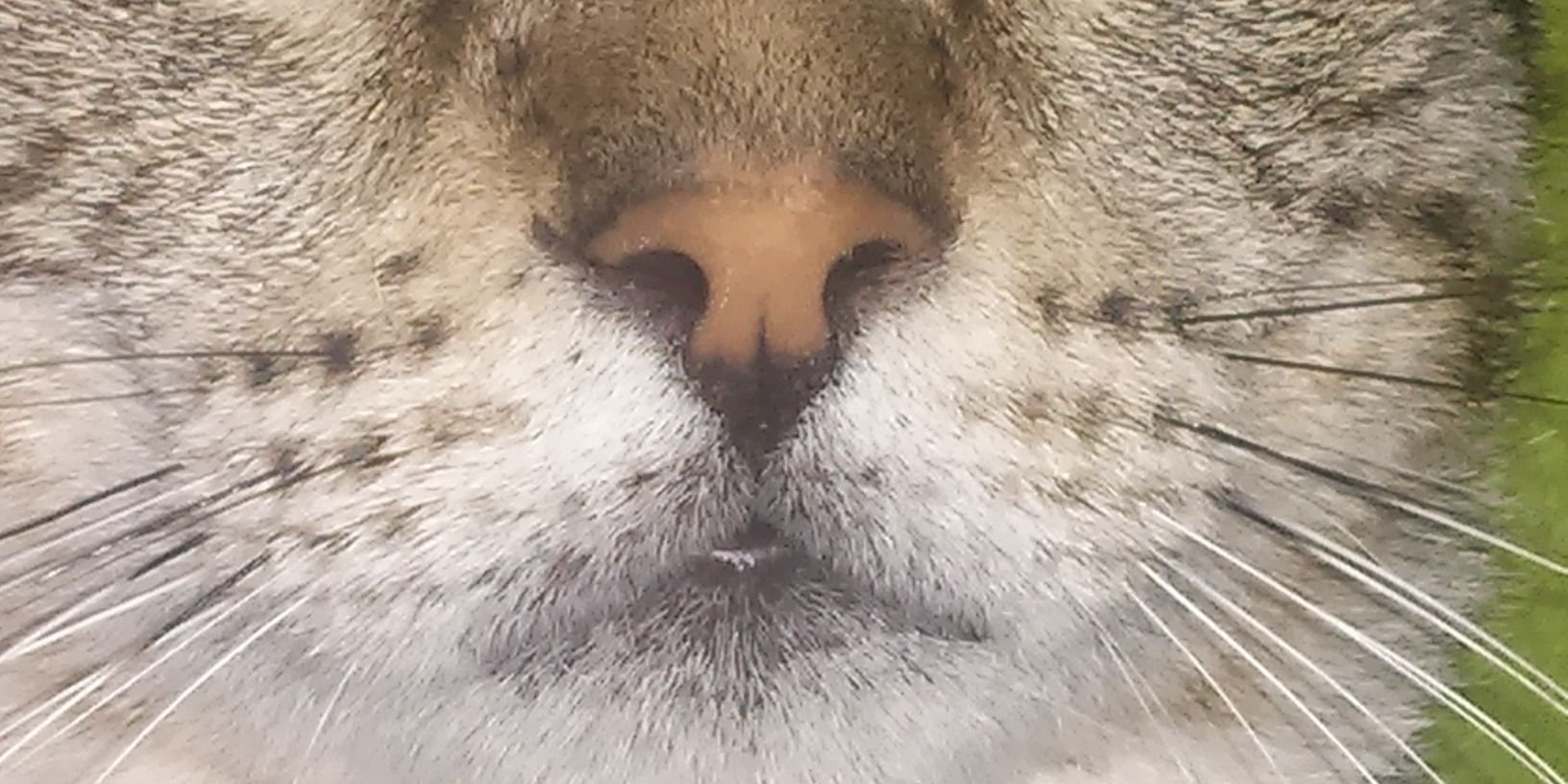 Tancarin's profile banner image