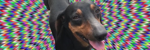 Pablo banner