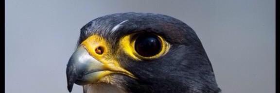 alhoussam12's profile banner image