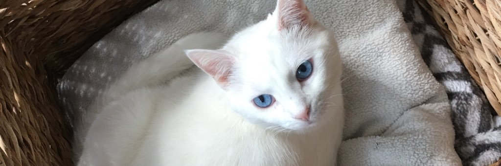 Kitty banner