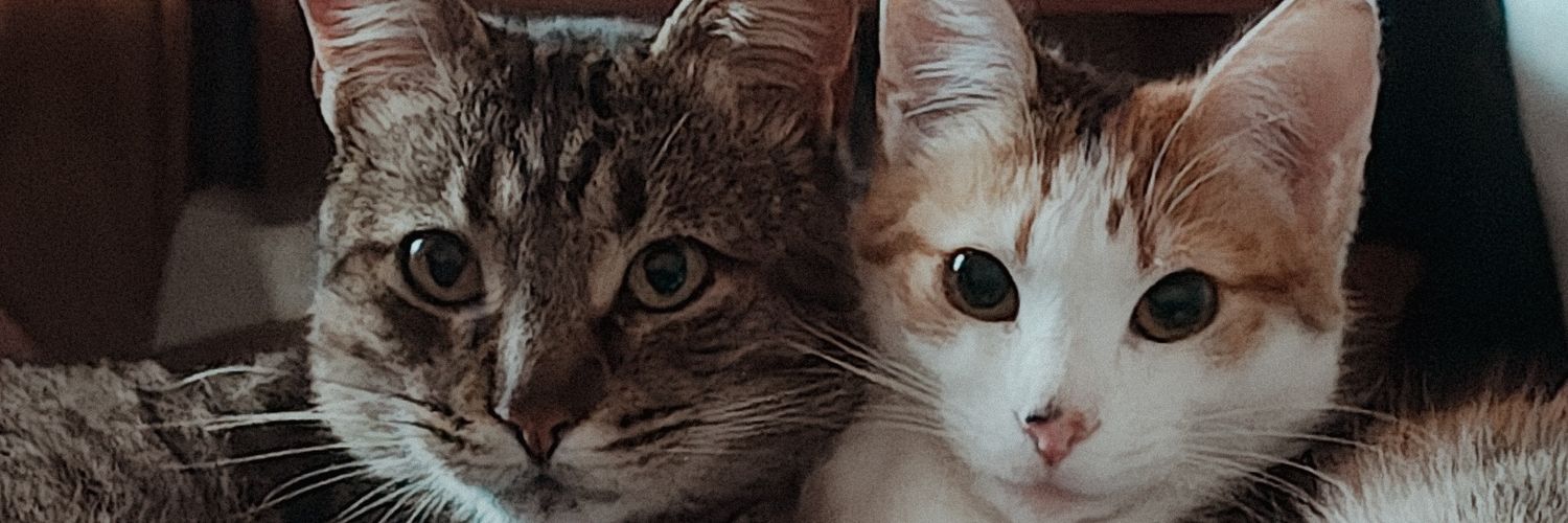 FranquitoR97's profile banner image
