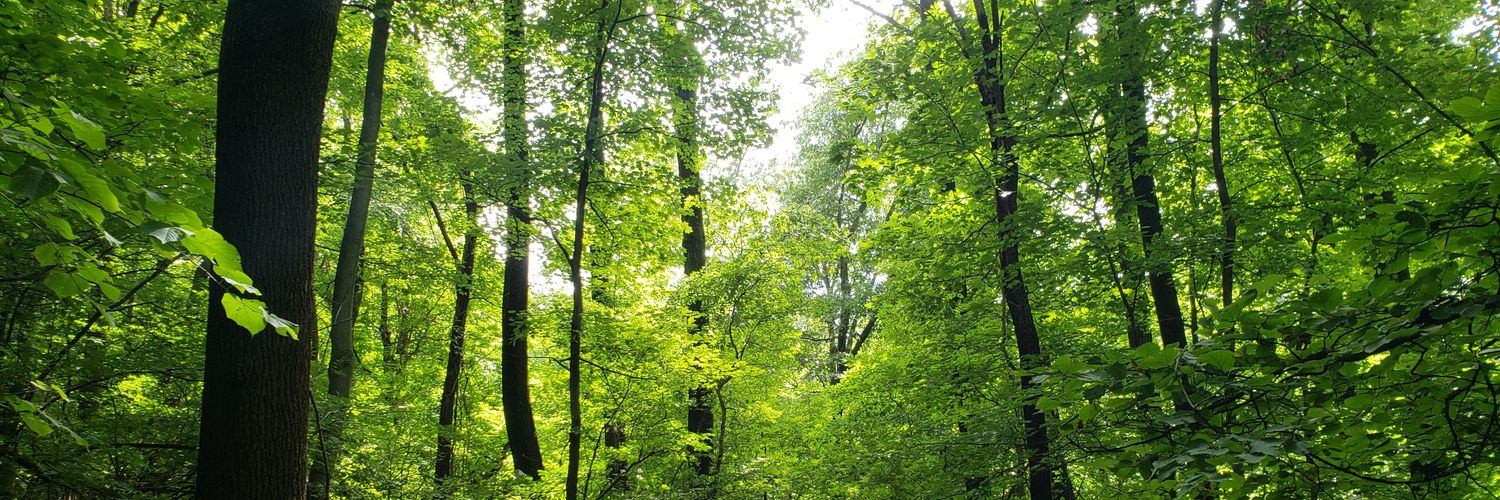 illiamherrmann's profile banner image