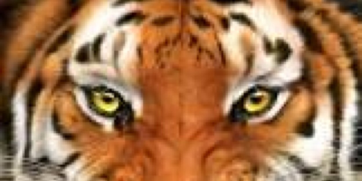 tenaflyhsbball banner