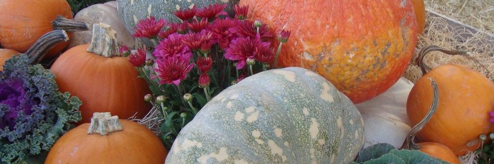 Victory Seed Company banner