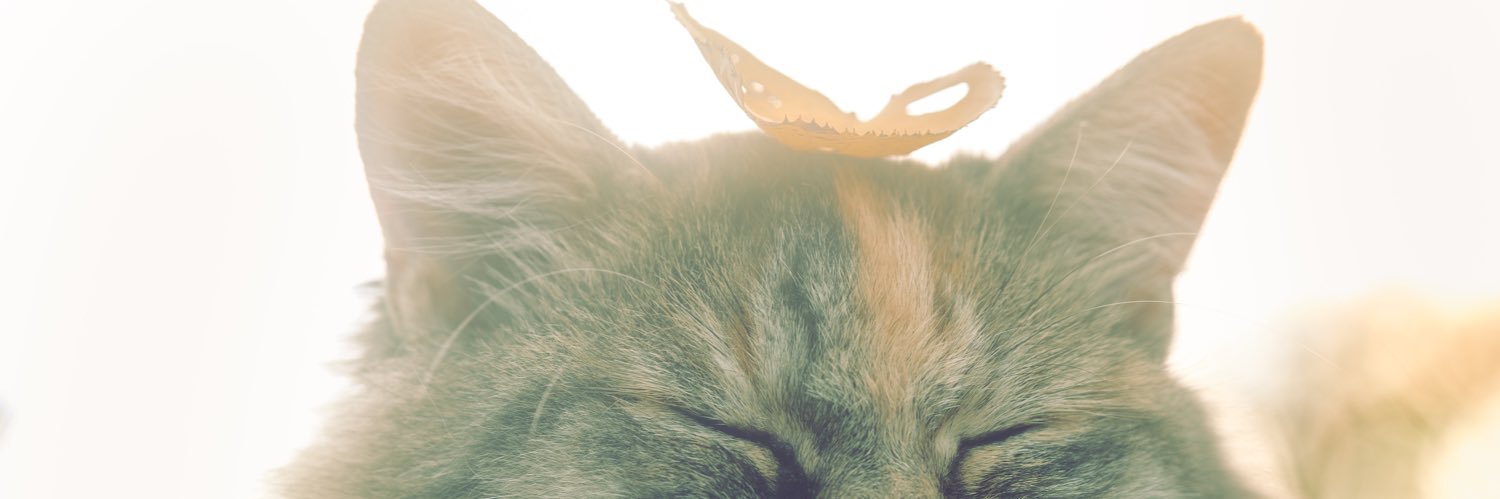 TTMM_ao's profile banner image