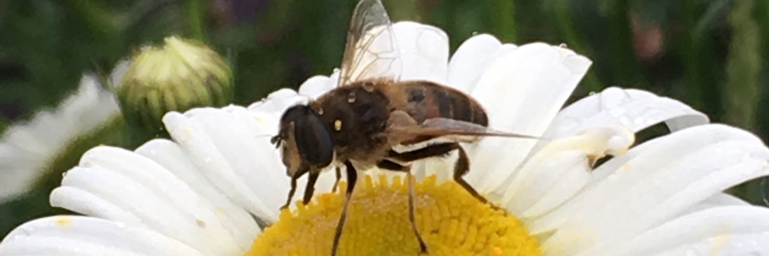 aswatty's profile banner image