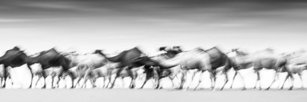 roaya_mohammed's profile banner image