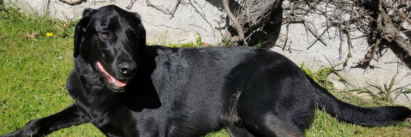 bng2617 Profile Banner
