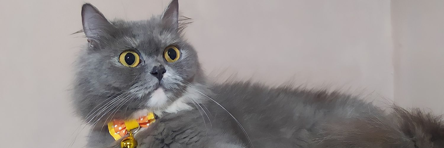 farinalenyy's profile banner image