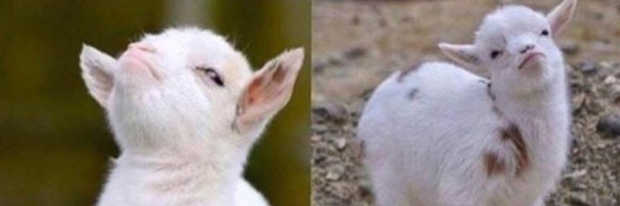 twistingtheblade banner