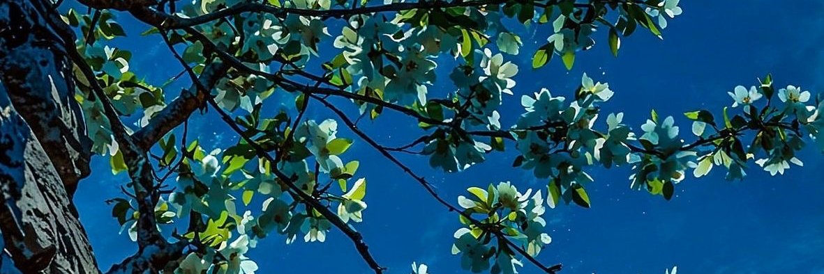 patrik franco banner