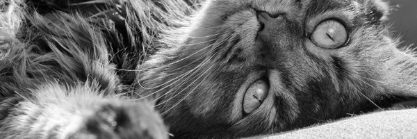 kimapedersen Profile Banner