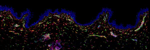 KCLstemcells Profile Banner