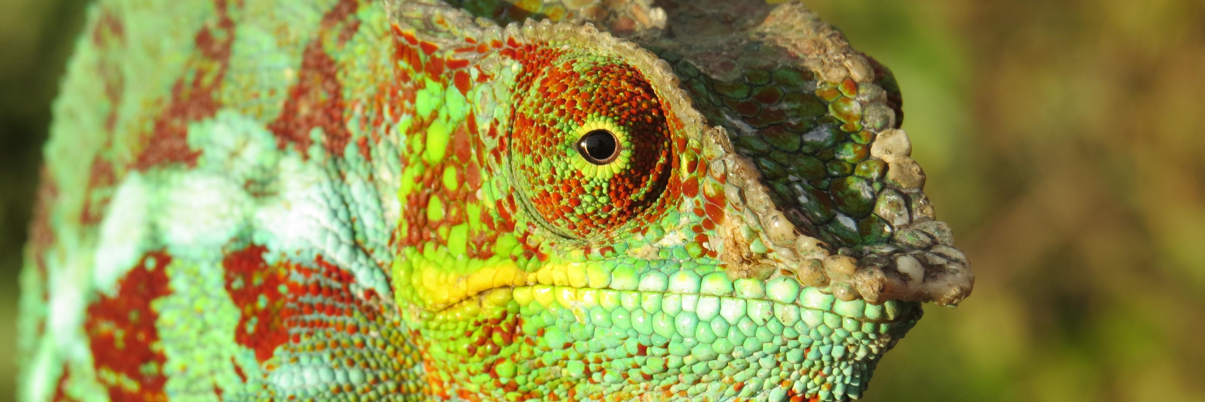 Madabirds's profile banner image