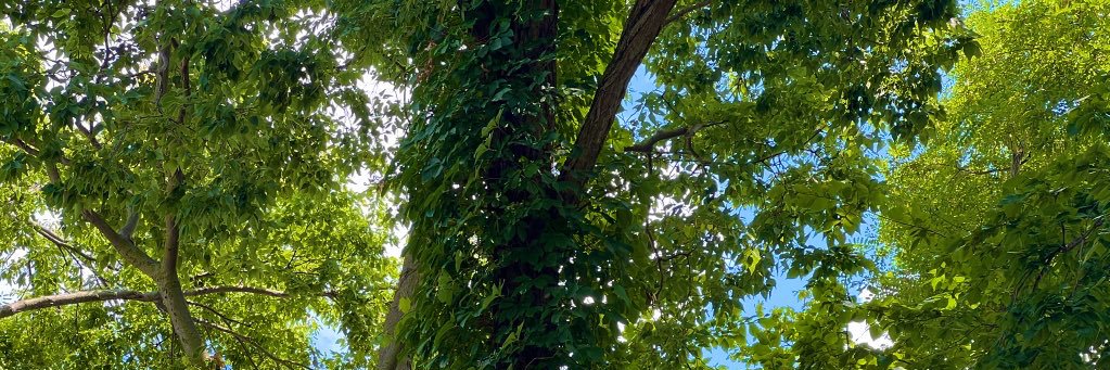 Paradox (moved to Bsky) banner