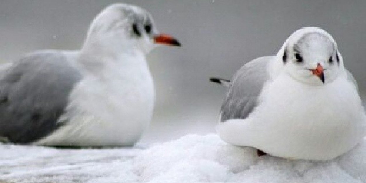 Norah mer3e 🍃🕊 banner