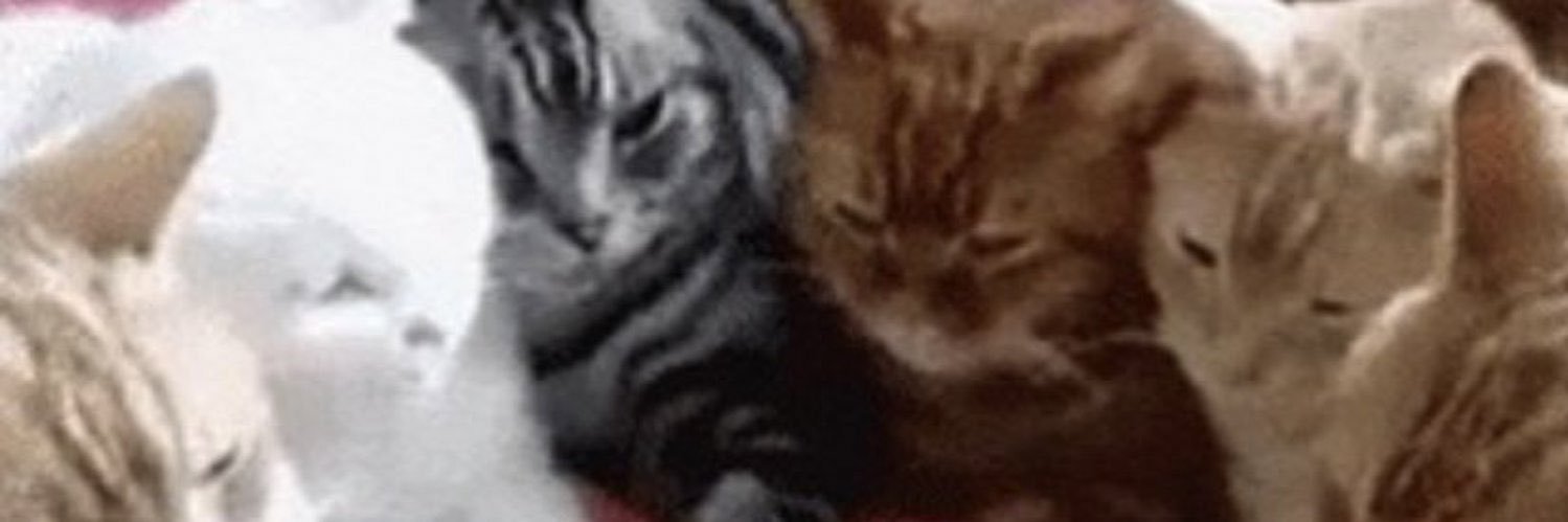 darrahsara's profile banner image