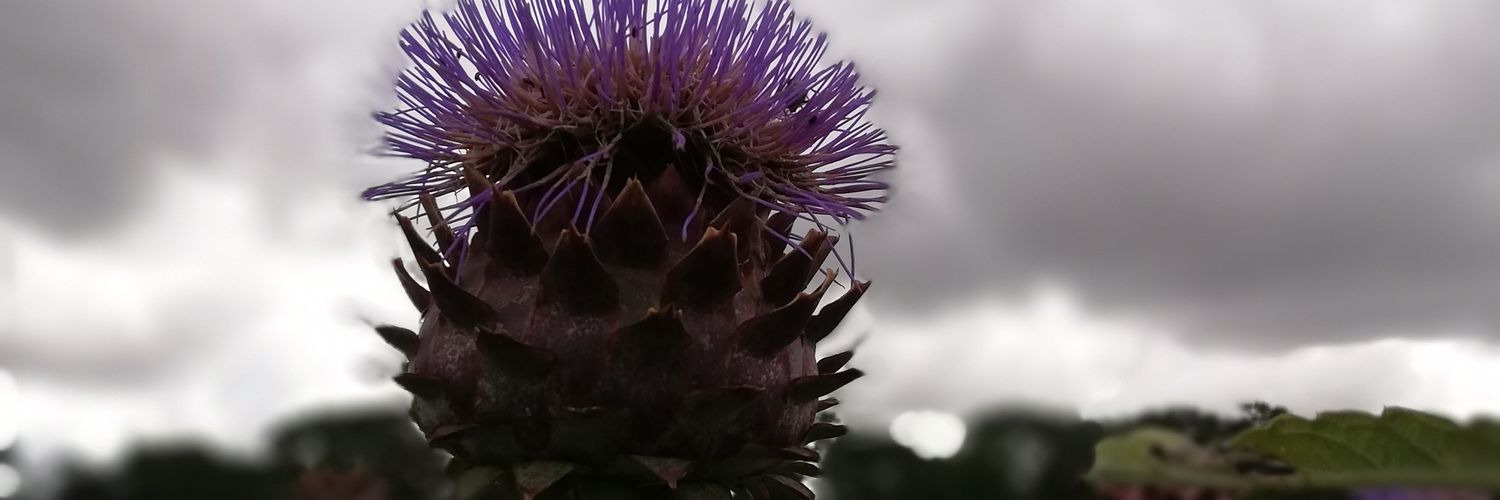 felchersbird's profile banner image