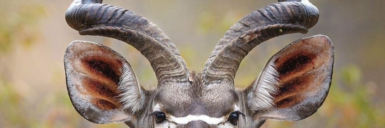 Felix banner