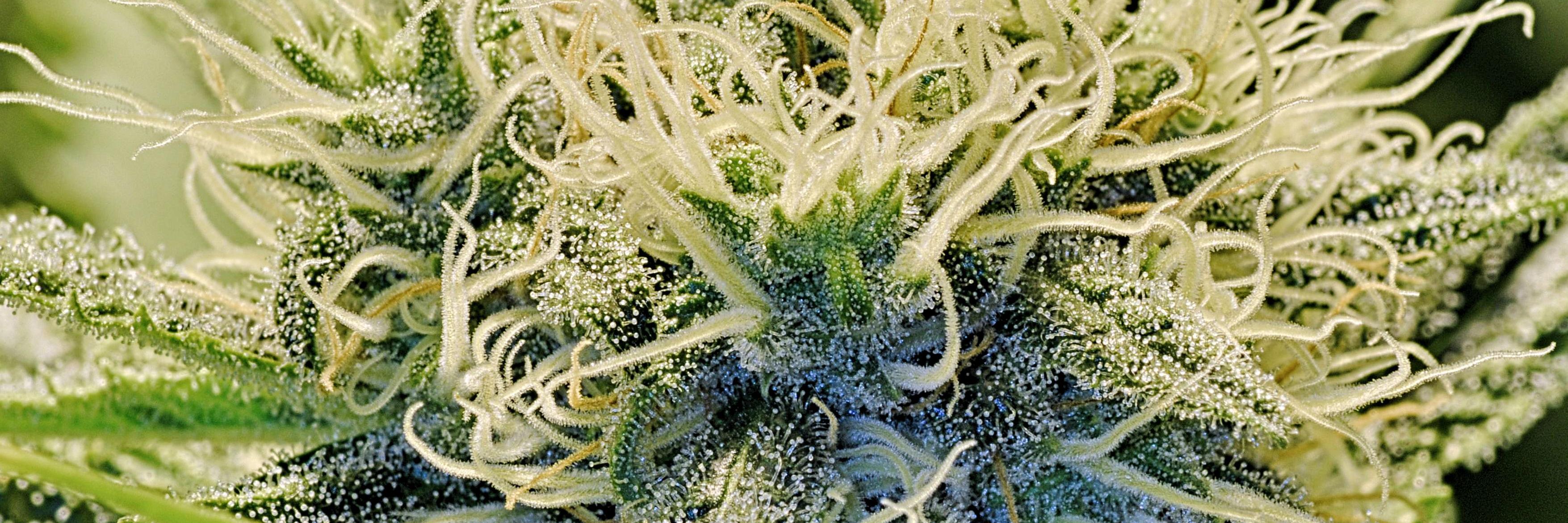 rolstoned's profile banner image