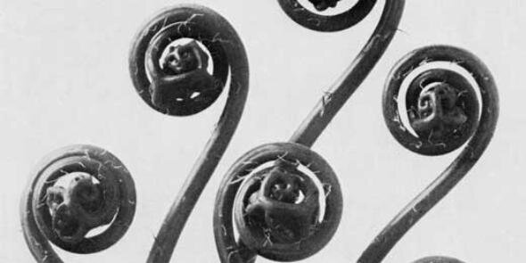 plantmorphy's profile banner image