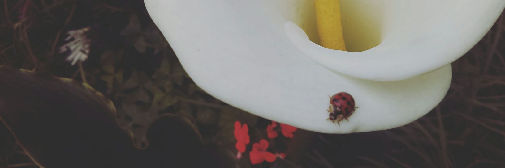 Maferojas97's profile banner image