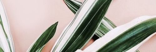 shaetyya's profile banner image