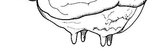 Ulf Emanuelson banner