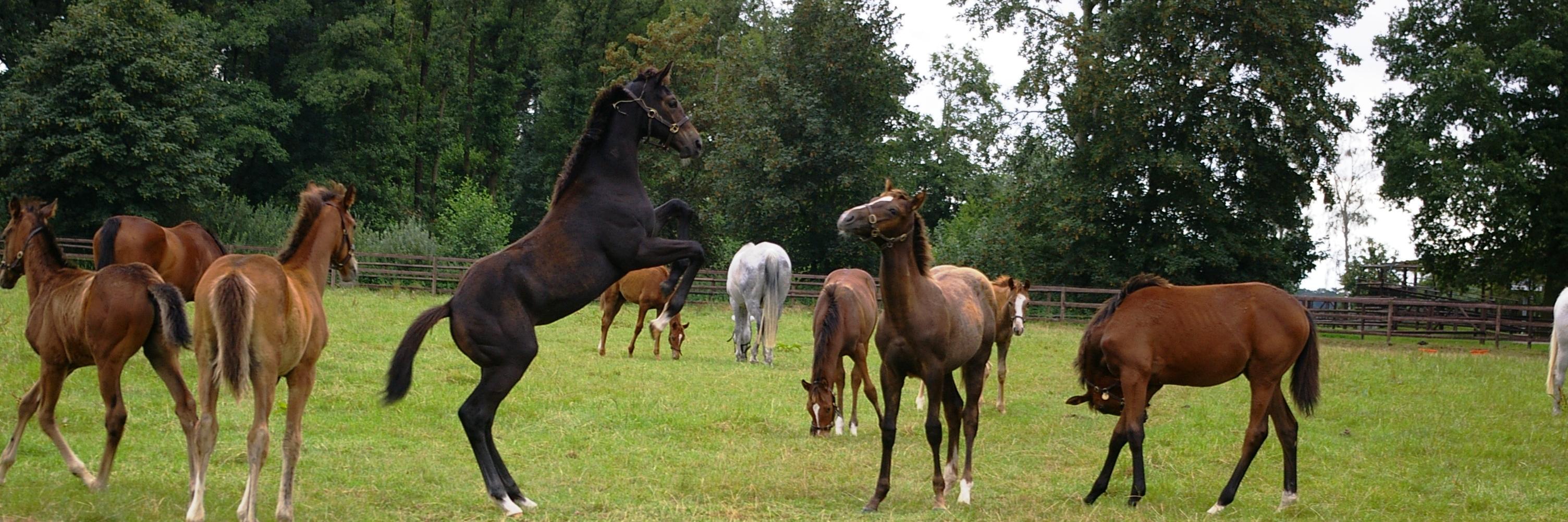 TurfTimesGalopp's profile banner image