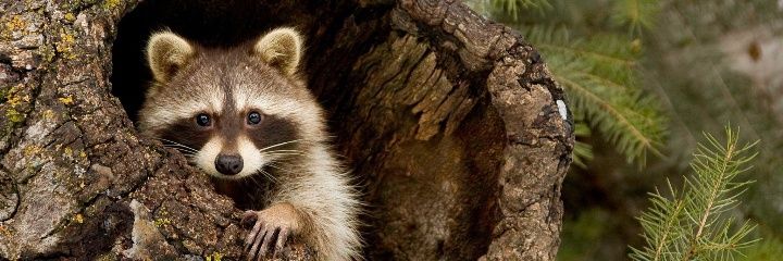 carolinamarsall's profile banner image