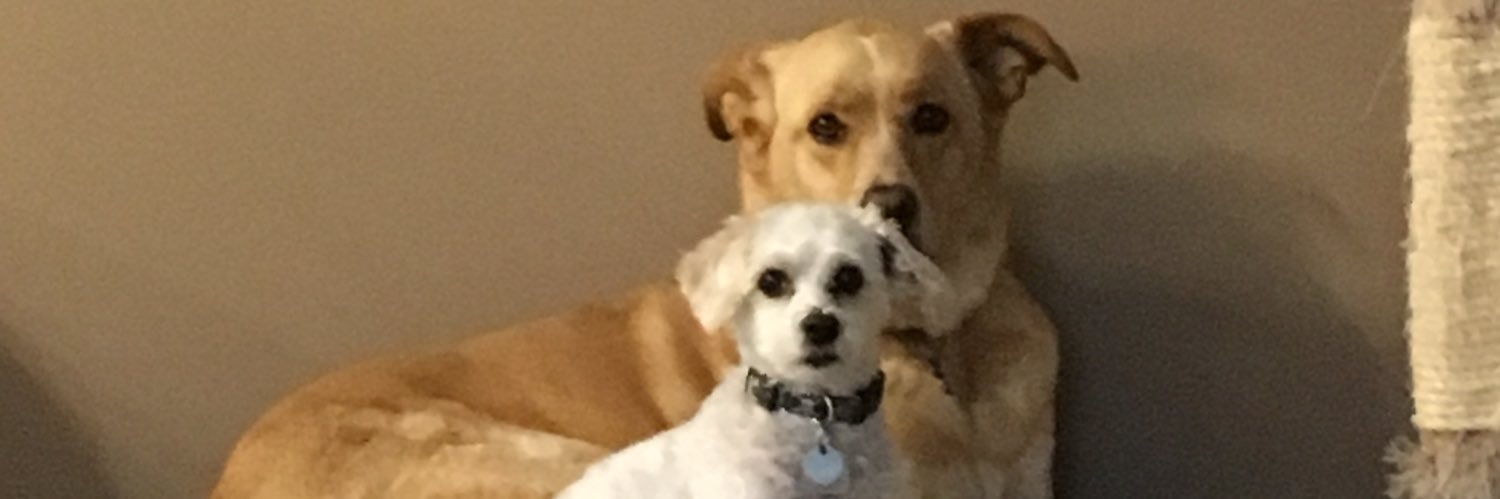srodgers2018's profile banner image