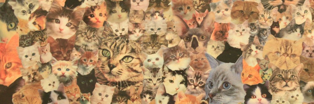 dizzyspellsband's profile banner image