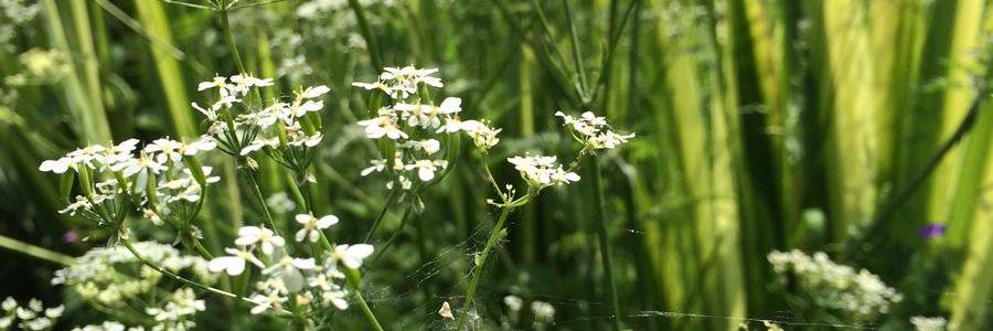 Jennifer Evans banner