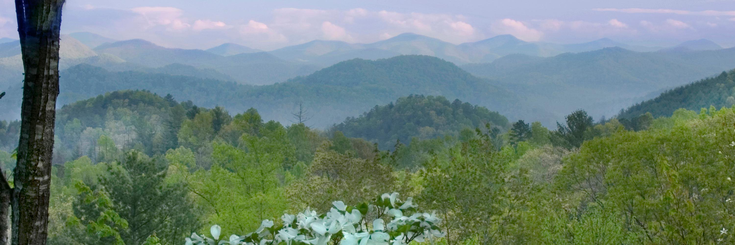 GAForestWatch's profile banner image