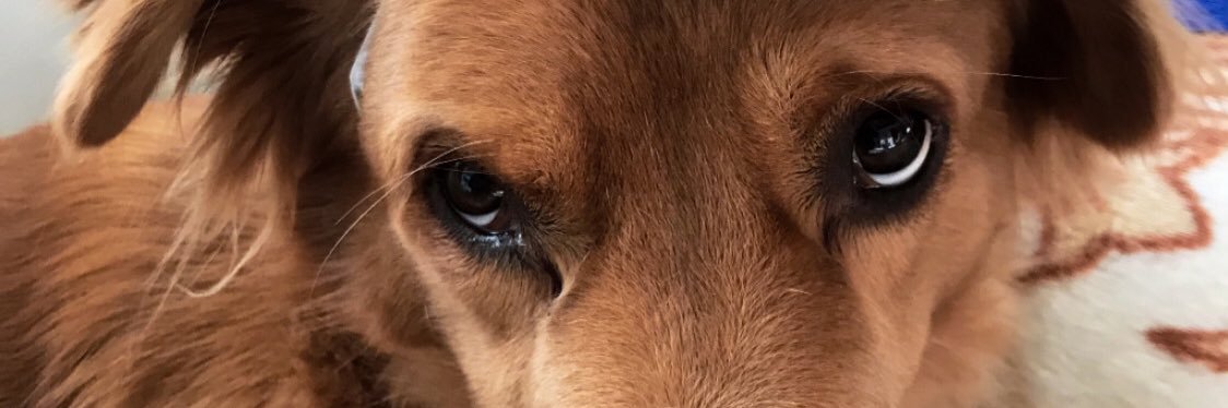 KaCerrone's profile banner image