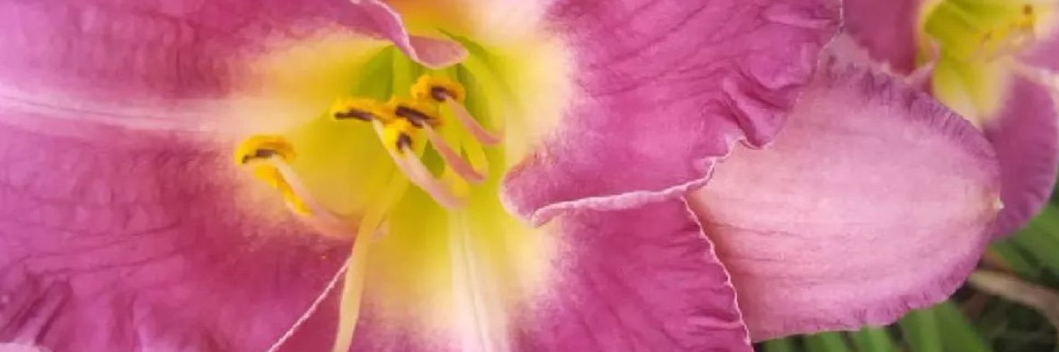 BiancaCocal's profile banner image