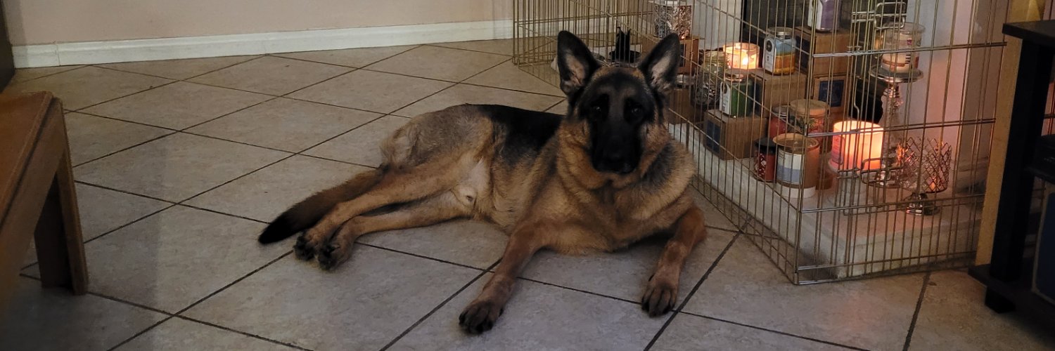Norma P 🐾🐾🐕🐕💖😊🪬🌊🟧🇺🇦Ally🏳️‍🌈🏳️‍⚧️'s banner