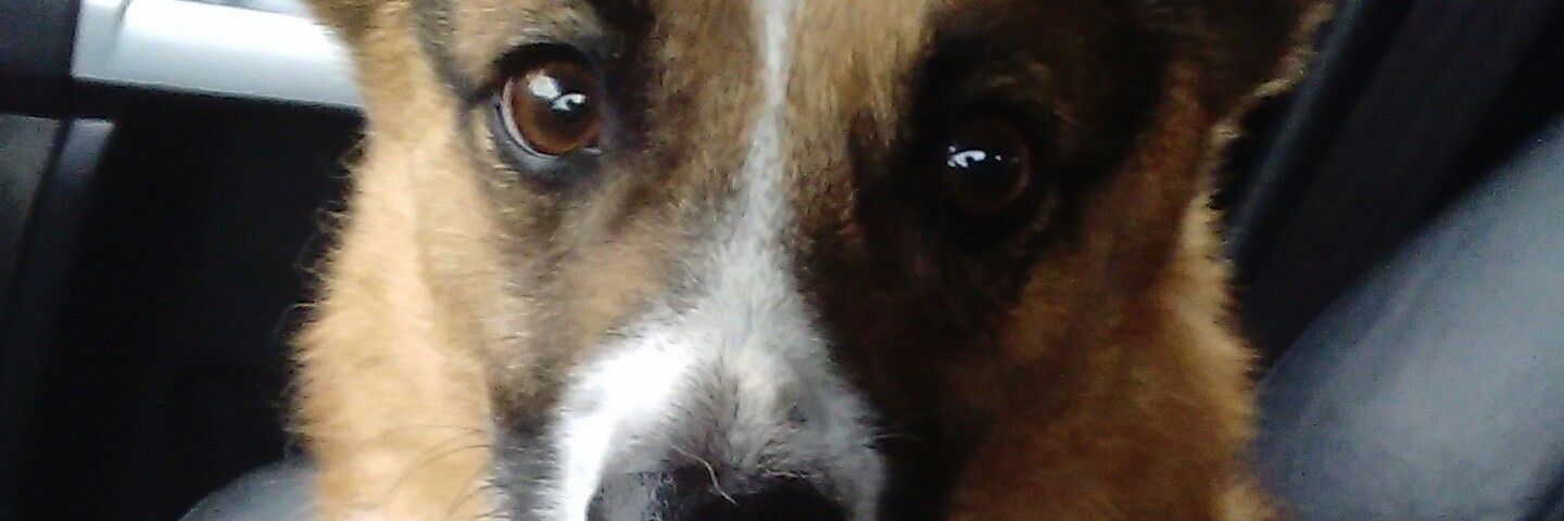 banfield0711's profile banner image
